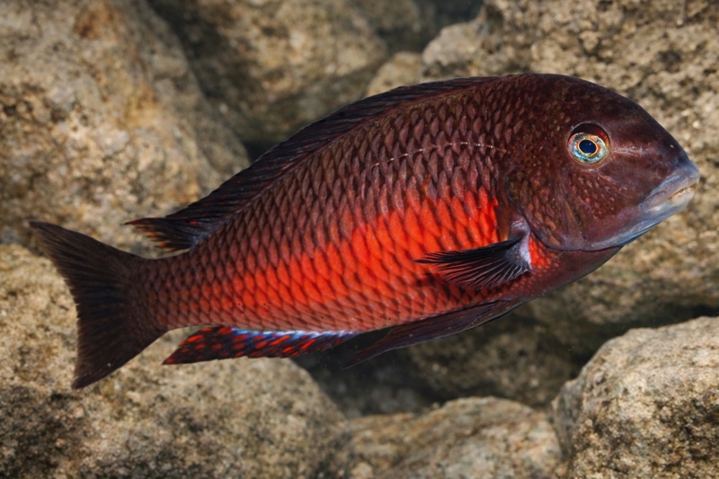 Tropheus sp. 'red' Kalambwe